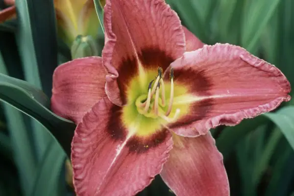 Hemerocallis 'altid eftermiddag'