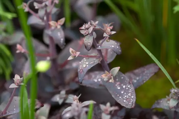Hylotelephium 'Oriental Dancer'