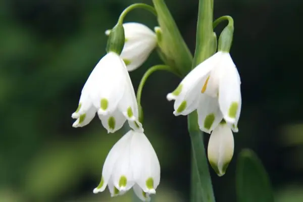 Leucojum aestivum „Gravetye Giant”