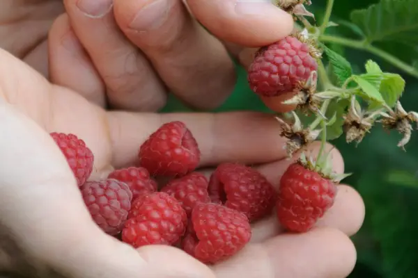 Monty Don's yndlingsfrugt
