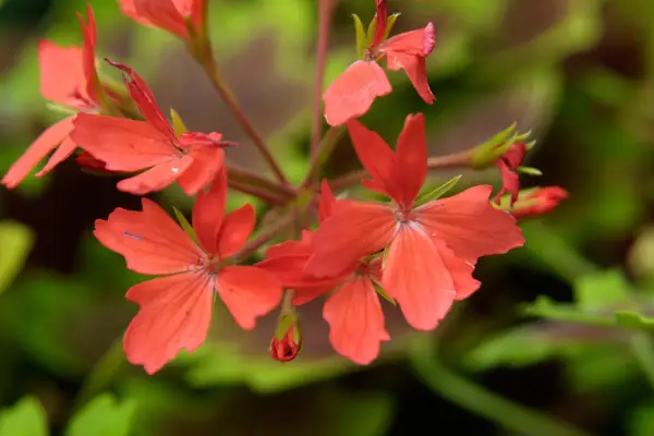 ペラゴニウム「バンクーバーセンテニアル」