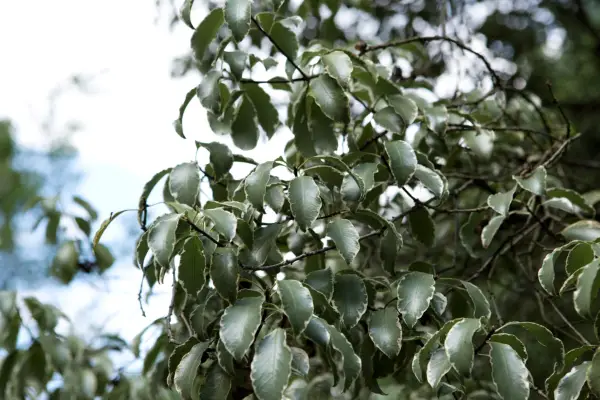Pittosporum pittring Silver Queen '