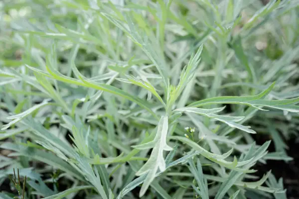 Artemisia ludoviciana 