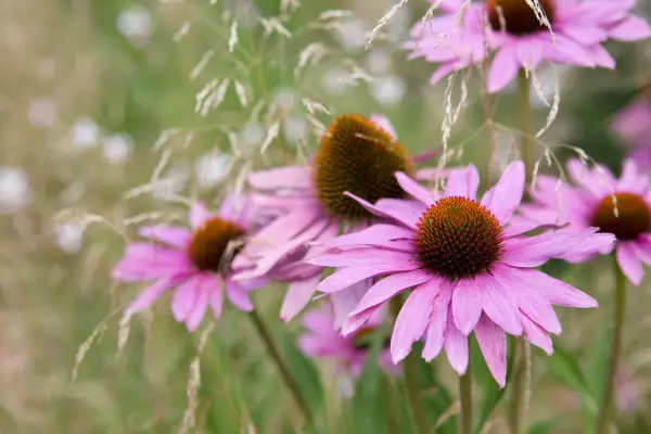 Echinacea purpurea 