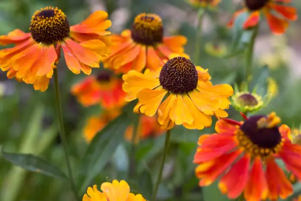 Helenium