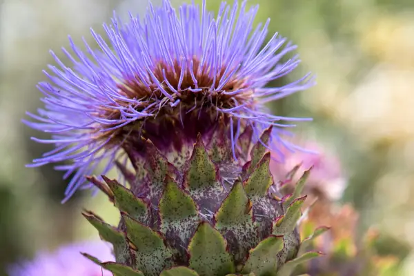 Cynara cardunculus