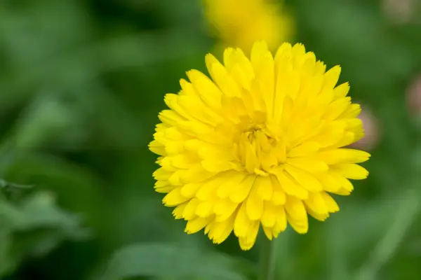 Calendula officinalis marigold