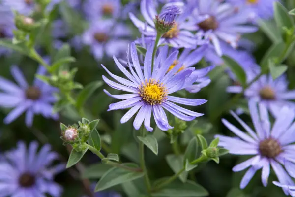 Mauve Michaelmas daisies 