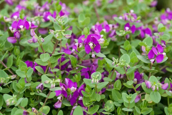 'Polygala' African 'Fruit'