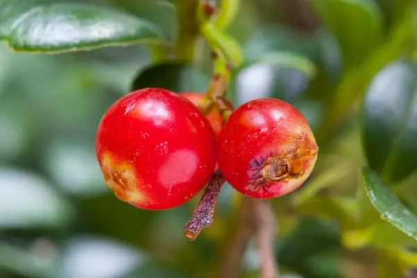 Vaccinium Vitis-Idaea 'Red Pearl'