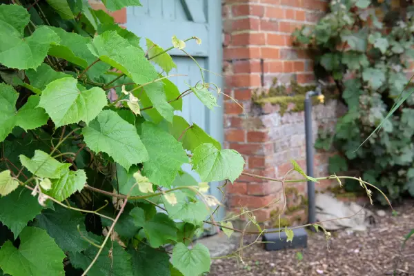 Crimson glory vine, Vitis coignetiae