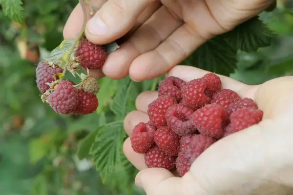 Growing raspberries in pots