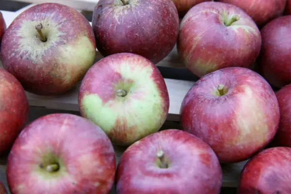 Growing apples in pots