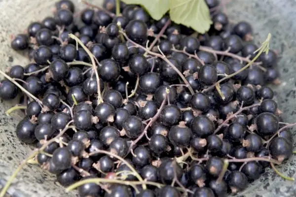 Growing blackcurrants in pots