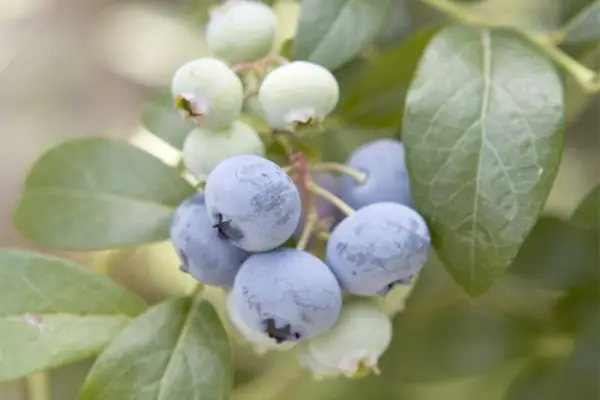 Growing blueberries in pots