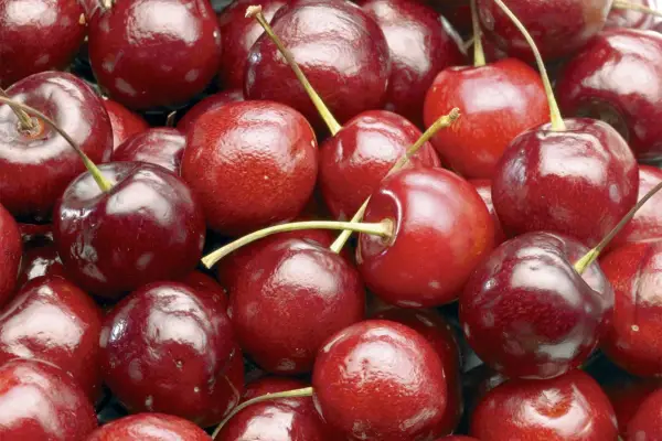 Growing cherries in pots