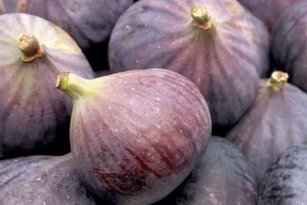 Growing figs in pots