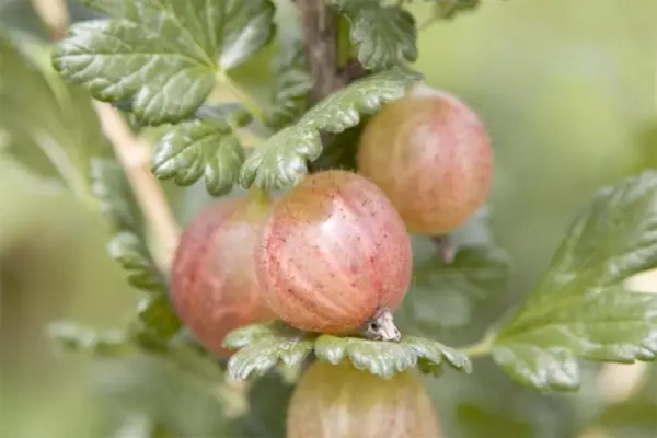 Growing gooseberries in pots
