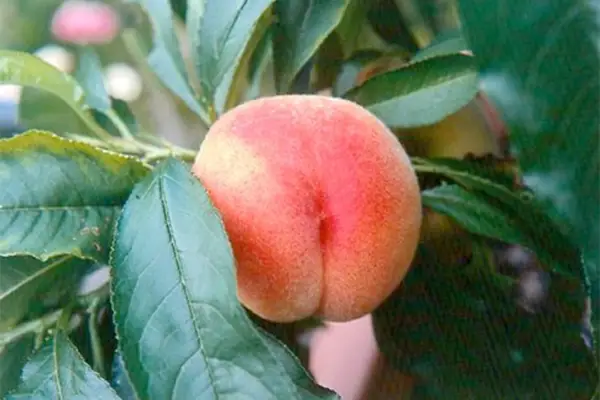Growing peaches and nectarines in pots
