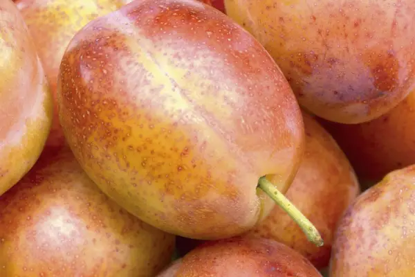 Growing plums in pots