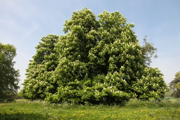 Horse chestnut trees in Spring. Getty Images