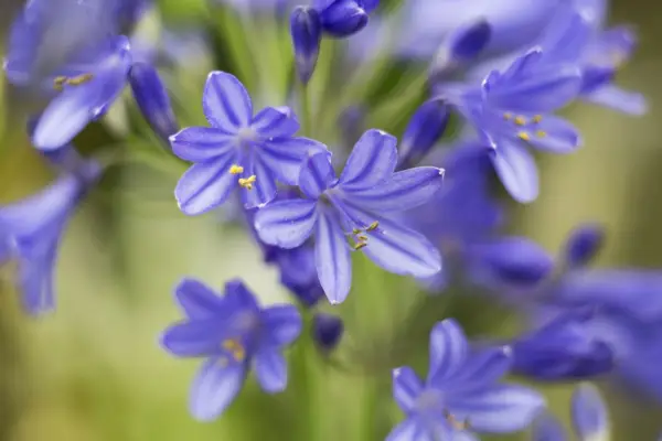 Patients d'Agapanthus