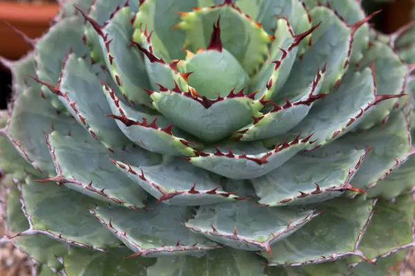 Agave pijáci