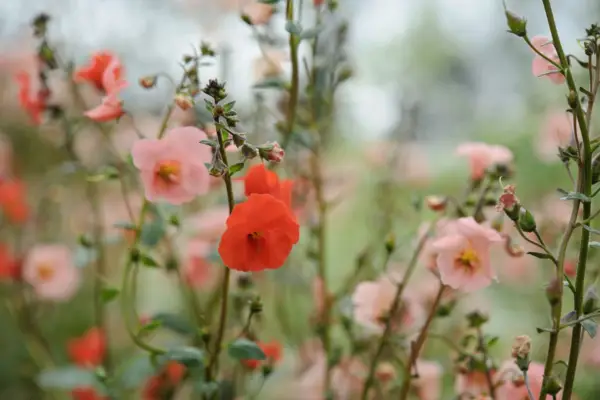 Alonsoa Warscewiczii