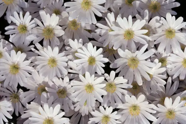 Anemone smíšená „bílá nádhera“