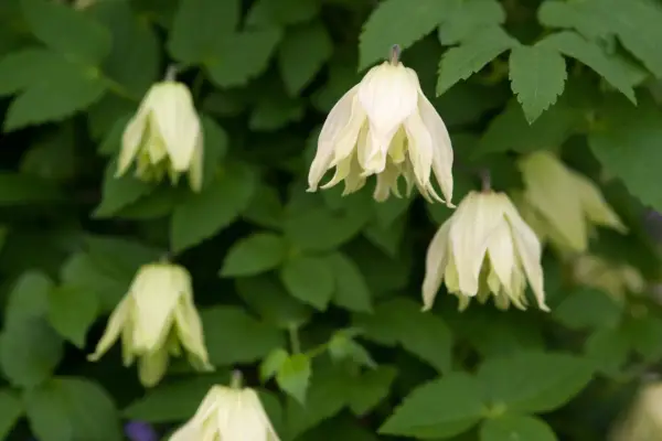 Clematis korejský „Amber“