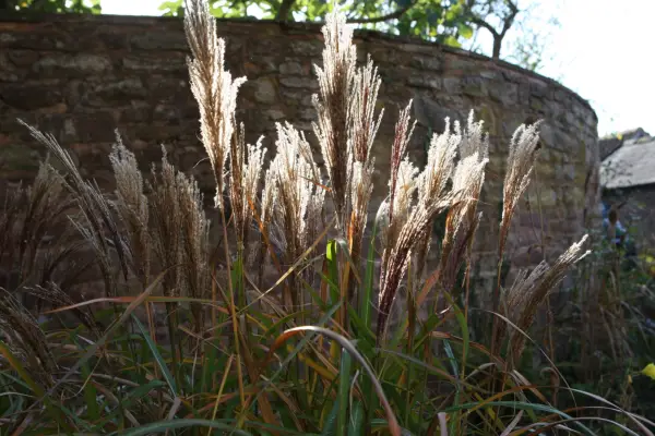 Cortaderia selleana