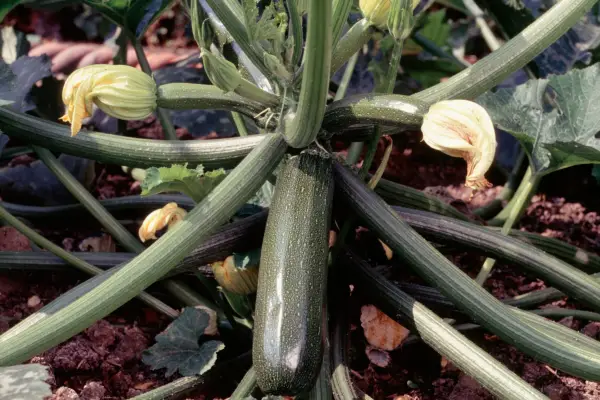 Cucurbita Pepo 'Ambassador'