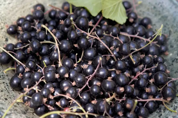 Freshly harvested strings of blackcurrants