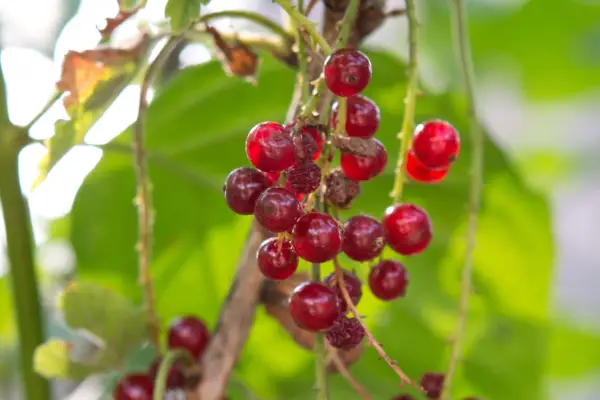 Redcurrants on the bush