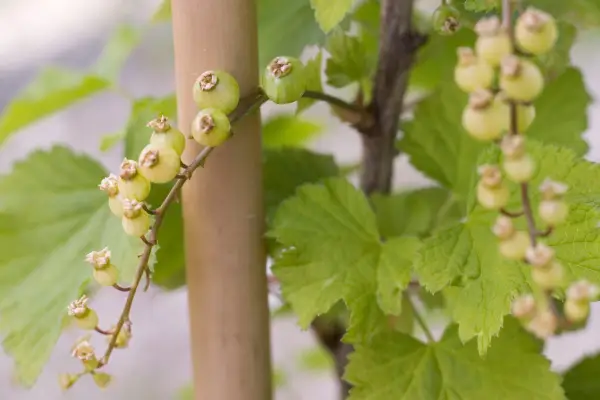 Whitecurrants on the bush