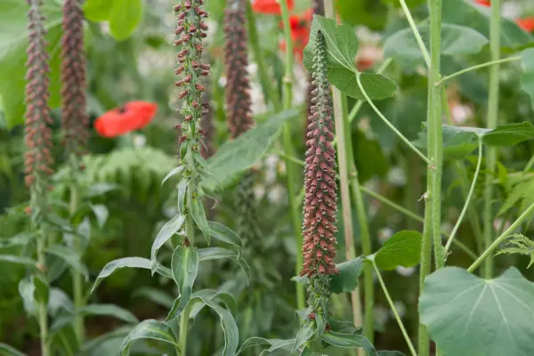 Digitalis Parviflora