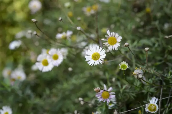 Karvinskianus d'Erigero