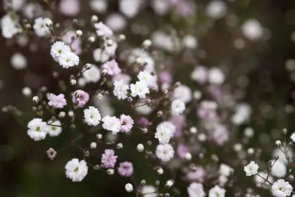 Gypsophibila paniculata 'Snowflea'