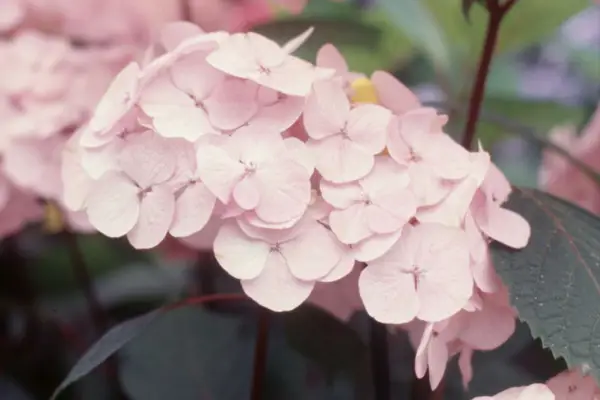 Hydrangea 'preziosa'