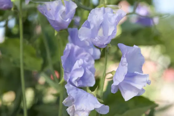 Lathyrus voněl 'balerina modrá'