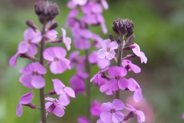 Plants for bees – Erysimum 