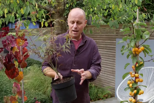 Joe Swift choosing trees for small gardens