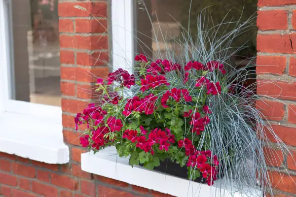 Pelargonium and festuca window box