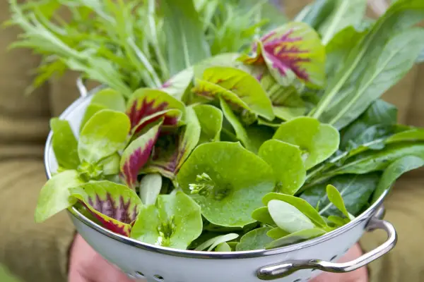 Salad leaves