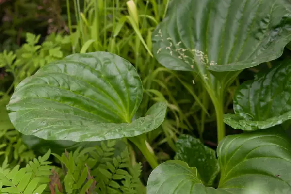 MioSotidium hortensia
