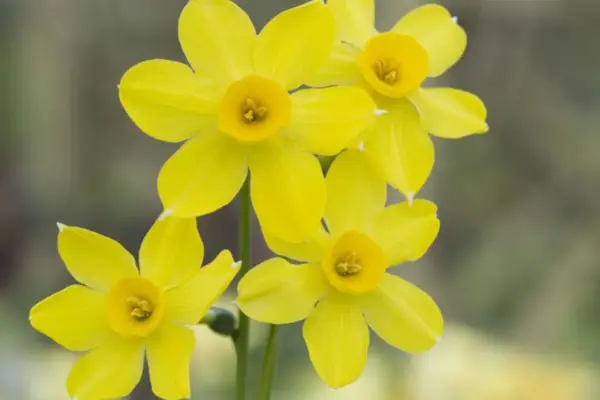 Narcissus 'Baby Moon'