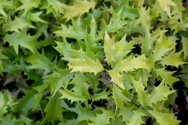 Osmanthus heterophyllus 'ogon'