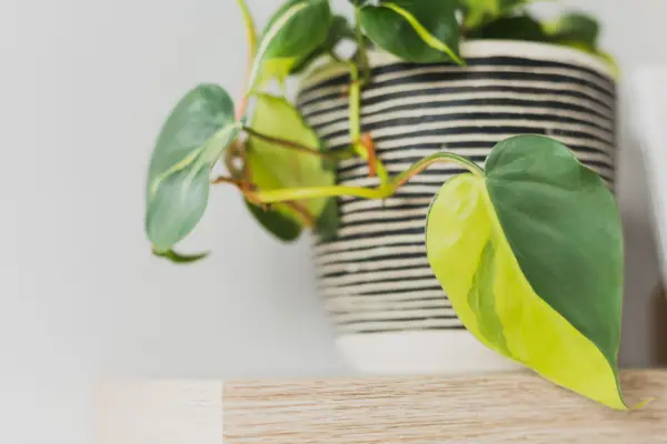 Philodendron scandens in a pot. Getty Images