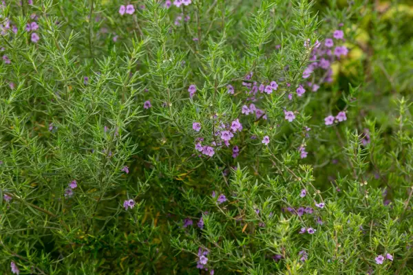 Rosemary-like spiked mint bush, with small pink flowers