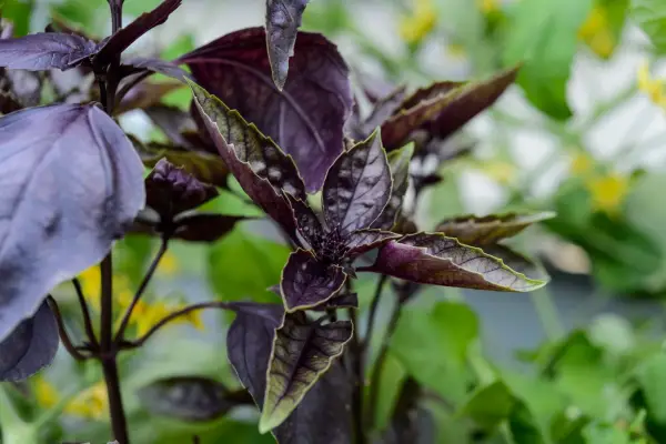 Purple basil leaves